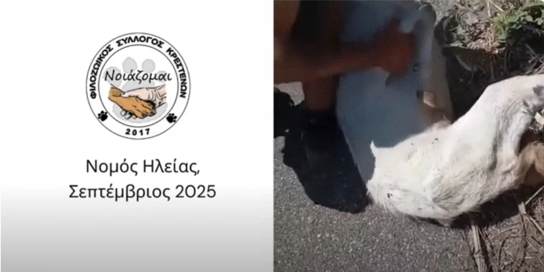 Φρίκη στην Ηλεία: Πέταξαν ζωντανή ακρωτηριασμένη κατσίκα στο φράγμα του Αλφειού – Σοκαριστικό ΒΙΝΤΕΟ