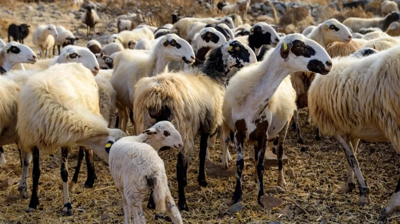 Ευλογιά αιγοπροβάτων: Πάνω από 450.000 ζώα θανατώθηκαν – Νέα κρούσματα και σε Αχαΐα, Ηλεία, Αιτωλοακαρνανία