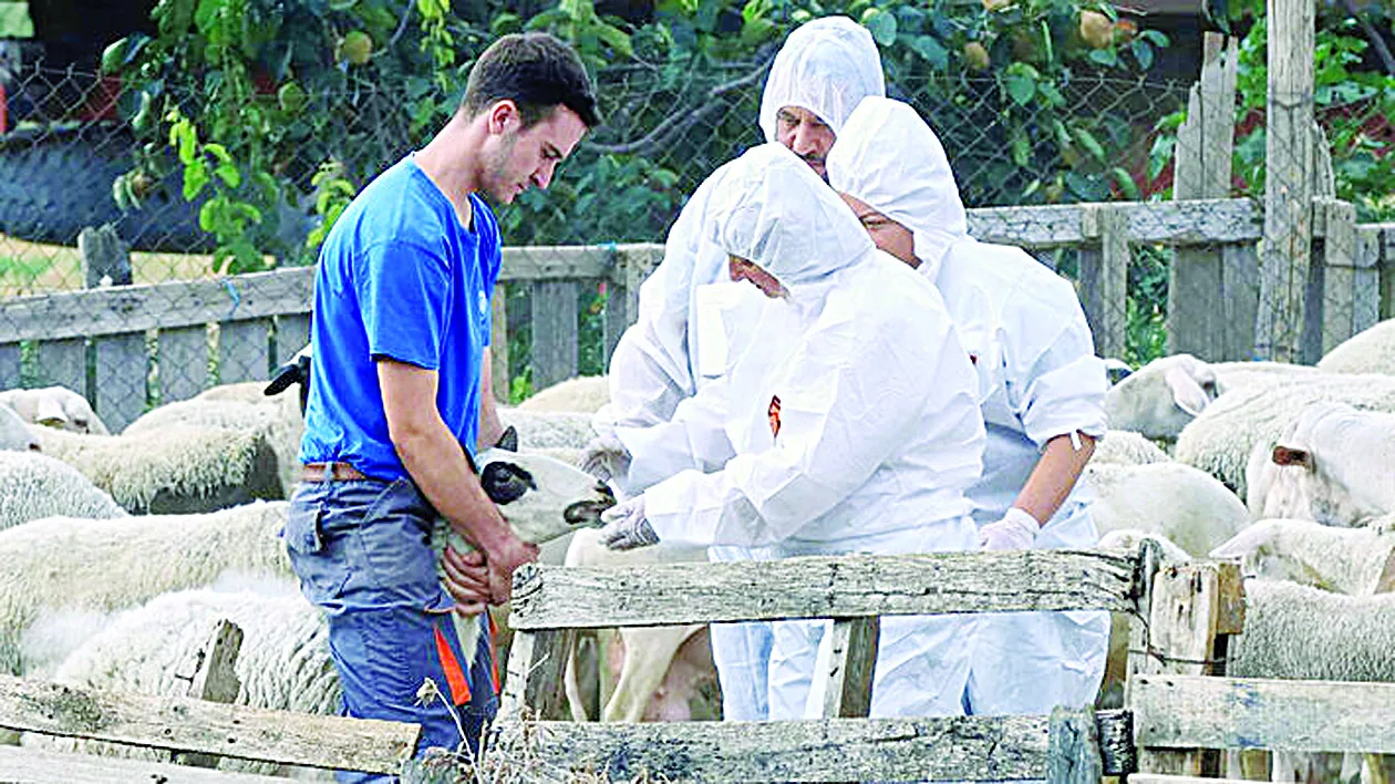 Ευλογιά αιγοπροβάτων: Φάκελοι φωτιά για 20 κτηνοτρόφους στη Δυτική Ελλάδα