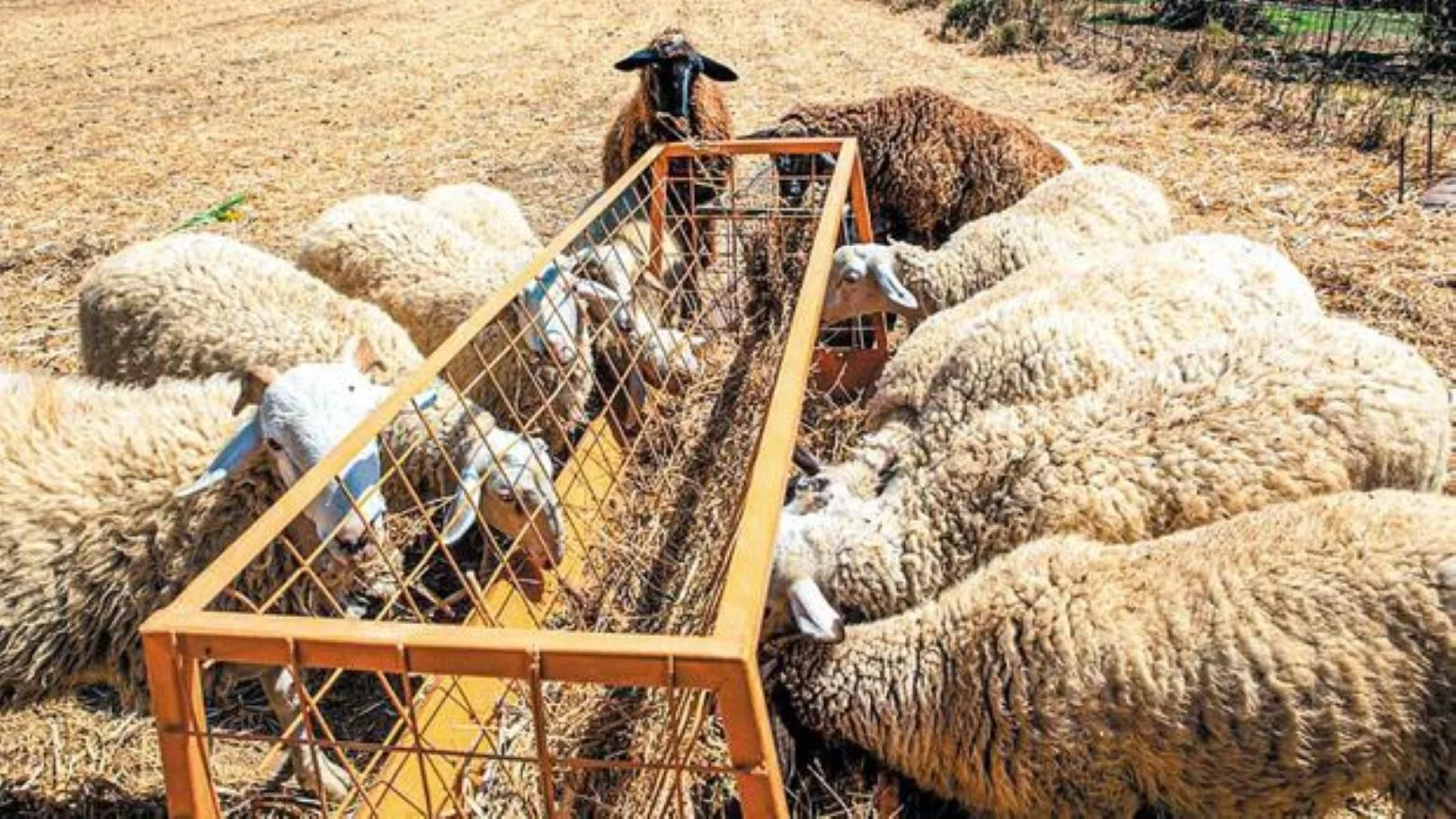 Ευλογιά προβάτων: Στη Δυτική Ελλάδα τα μισά νέα κρούσματα – Τρίτη πανελλαδικά η Αχαϊα με 196 κρούσματα