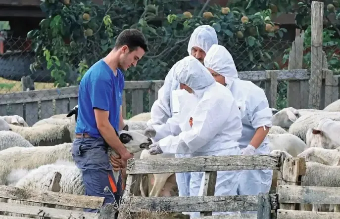 «Φούντωσε» πάλι η ευλογιά: Χάθηκε το στοίχημα του Πάσχα για την Δυτική Ελλάδα